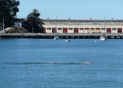 Swimmers in San Francisco Bay