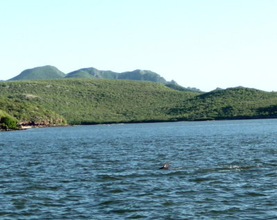 Dolphins in the Bay of Topolobampo