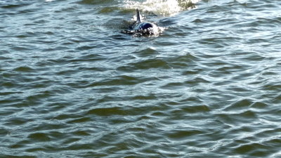 Dolphin Headed for the Boat