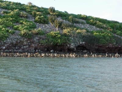 'Bird Island' in the Sea of Cortez