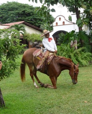 Horse Takes a Bow at Hacienda Don Engracia