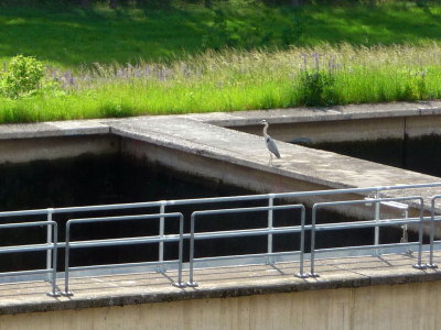 An Egret Watching the Holding Tanks