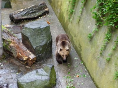 Krumlov Bear in Castle Moat