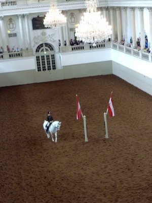 Training Lippizaner Horses in Vienna