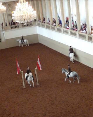 Training Lippizaner Horses in Vienna