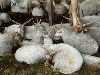 Hungarian Racka Sheep