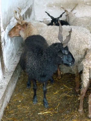 Hungarian Racka Sheep