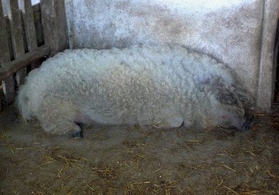 Hungarian Curly-coated Pig