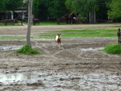 Hungarian Colt Gets into the Act