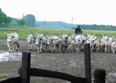 Herding Hungarian Grey Cattle