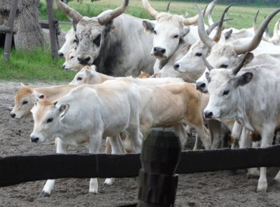 Hungarian Grey Calves