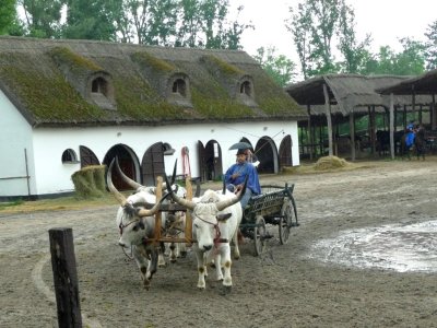 Hungarian Grey Cattle Cart