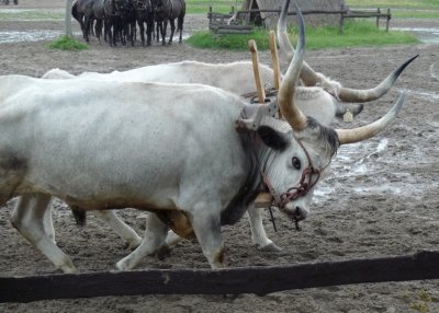 Working Cattle