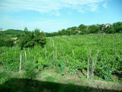 Bulgarian Vineyard