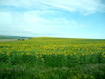 Sunflowers are a Major Crop in Bulgaria