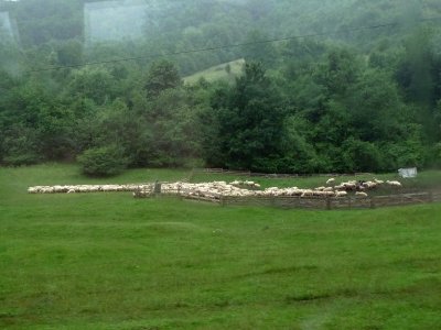 Sheepdog Moving Sheep in Transylvania