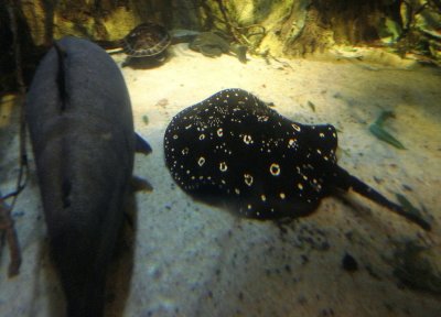 Shark, Ray, & Turtle in the National Aquarium