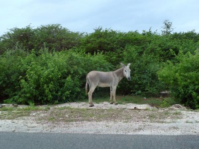 Wild Donkey on Bonaire