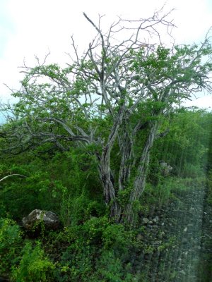 Dyewood Tree on Bonaire