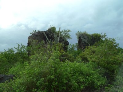 Lots of Rain Makes a Lush 'Semi-arid' Bonaire