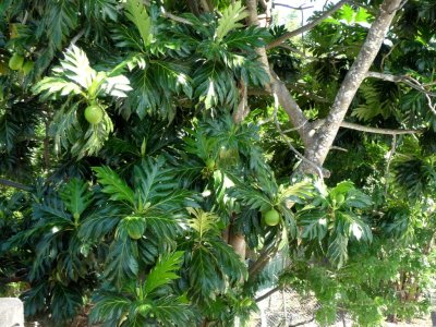 Mango Tree on Grenada