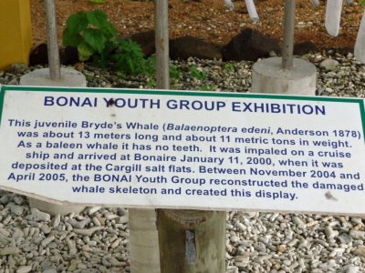 Baleen Whale Project Information