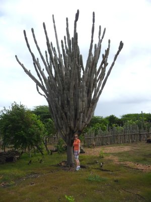 Big Bonaire Cactus