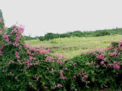 Flowers on Bonaire Roadside