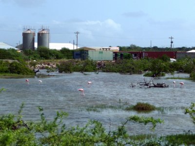 Pink Flamingoes on Bonaire