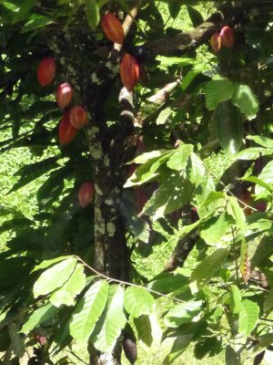 Fully Ripe Cocoa Fruit