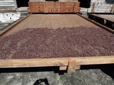 Cocoa Beans on Drying Trays
