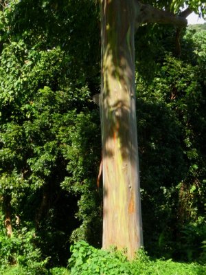 Spice Tree Bark on Grenada