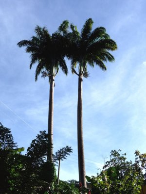 Royal Palms on Grenada
