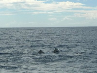 Sperm Whales Preparing to Dive