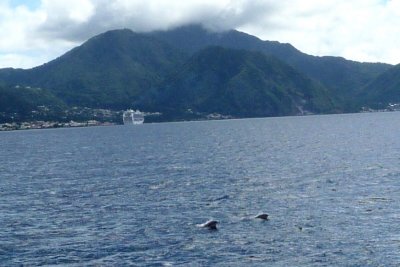 Dolphins Playing in Front of Catamaran