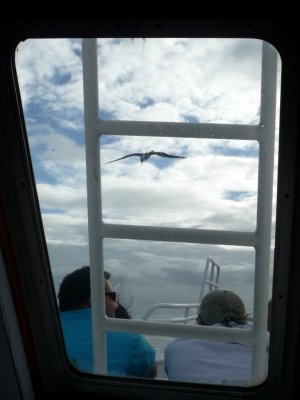 Gull Flying with the Ferry