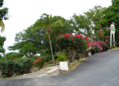 Flowers on St. John Island