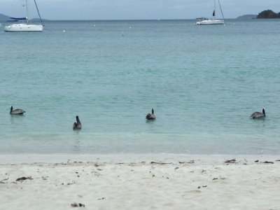 Pelicans on Maho Bay, St. John