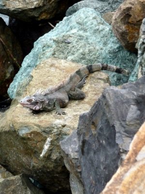 Iguana at Crowne Centre Dock on St. Thomas