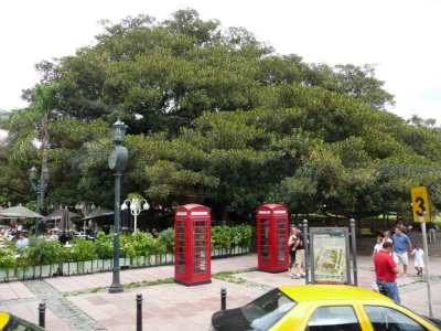 Claimed as Largest Tree in Buenos Aires