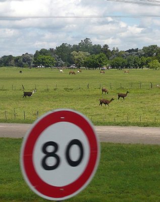 Livestock in Las Pampas Region