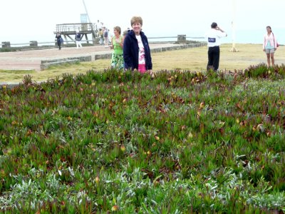 FLowers at Salinas Point (Punta del Este)