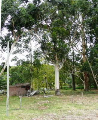 Eucalyptus Tree Shedding Its Bark