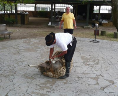 Tying Up a Sheep for Shearing