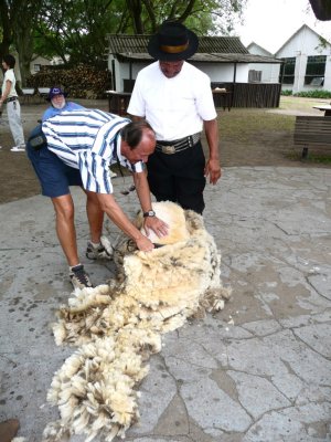 Bill Does a Little Shearing
