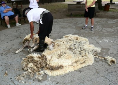 Finishing Up the Shearing