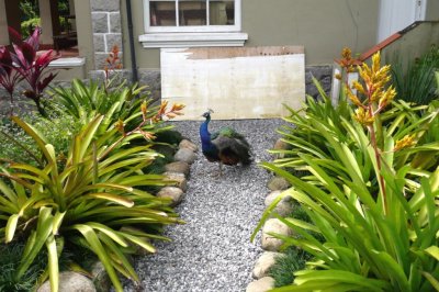 Peacock Among Tropical Plants