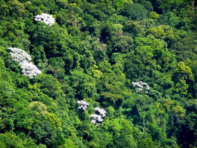 Silver Embauba Trees in Tijuca Forest