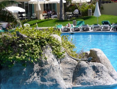 Iguanas on the Island in the Pool