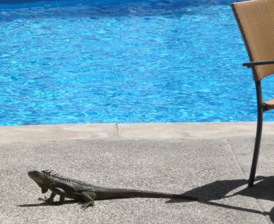 Visitor at Pool Bar Lunch